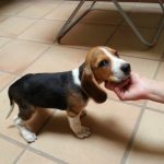 perro beagle cachorro