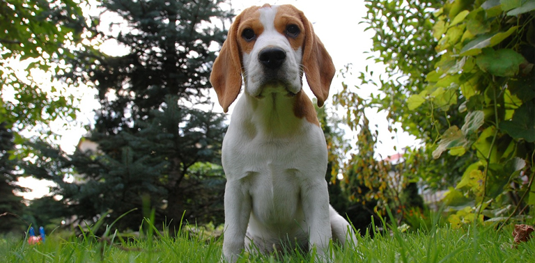 educar a ir al baño a un beagle