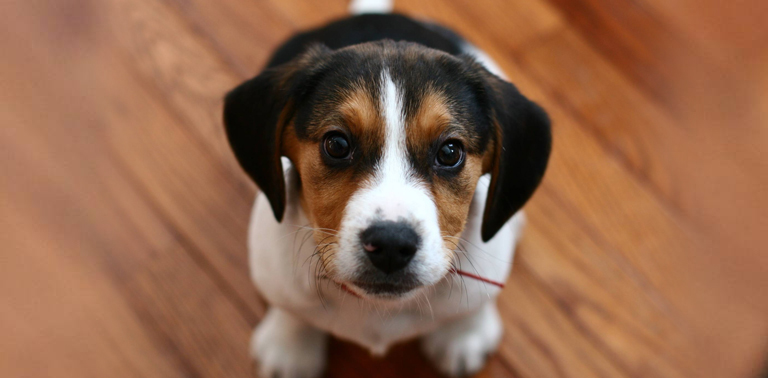 adiestrar beagle