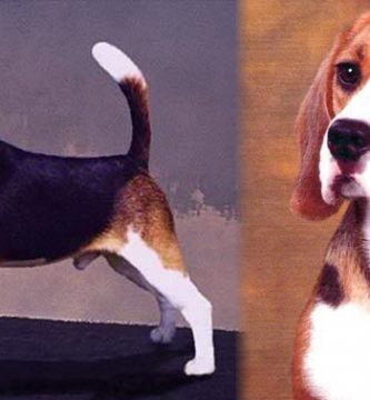 como saber si un cachorro beagle es puro