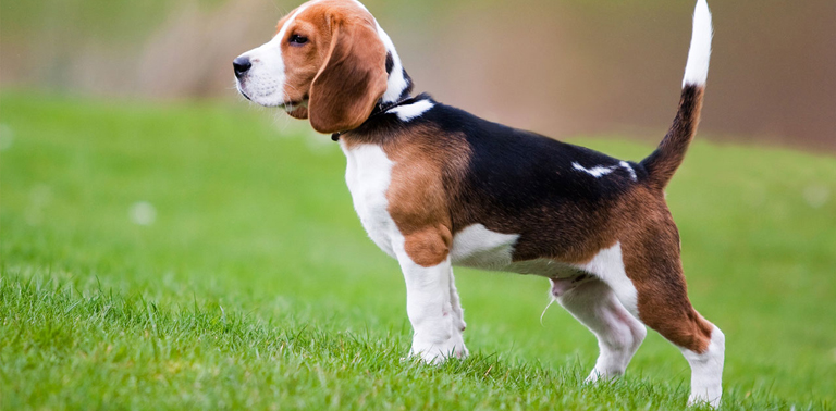 tipos de perros beagle