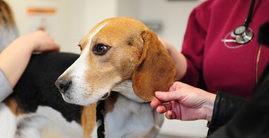 Perro beagle en el veterinario