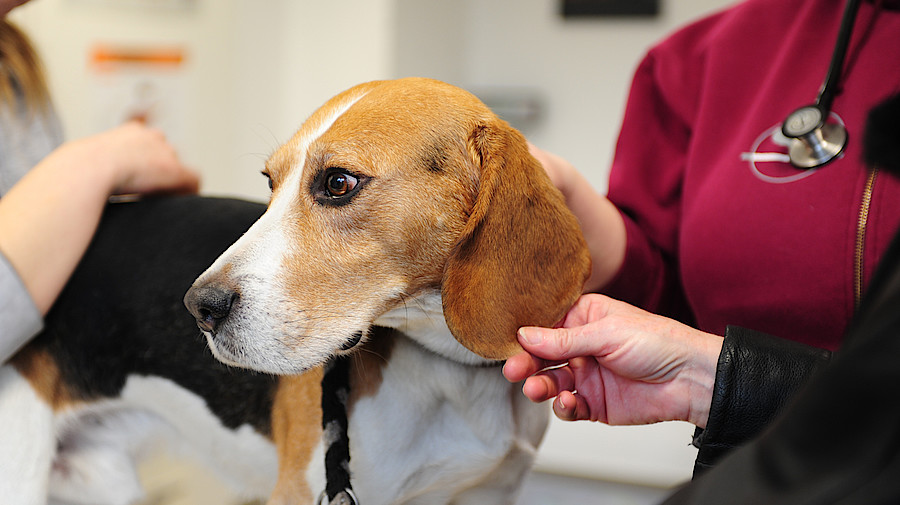 Perro beagle en el veterinario